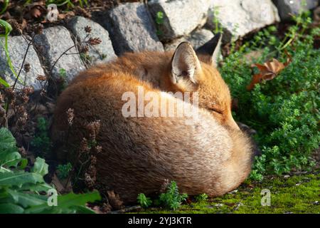 London, UK Wetter, 13. November 2024: In Clapham, Süd-London, kuschelt sich ein Fuchs in einem Ball an einem sonnigen Ort, um die Wärme der Herbstsonne zu genießen. Im Süden Englands herrscht eine trockene und sonnige Atmosphäre, aber es wird nächste Woche mit nassem Wetter gerechnet. Quelle: Anna Watson/Alamy Live News Stockfoto