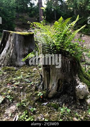 Ein lebhafter grüner Farn taucht aus einem rustikalen, verwitterten Baumstumpf inmitten einer üppigen und ruhigen Waldlandschaft auf. Dieses Bild zeigt das Wesen von nat Stockfoto