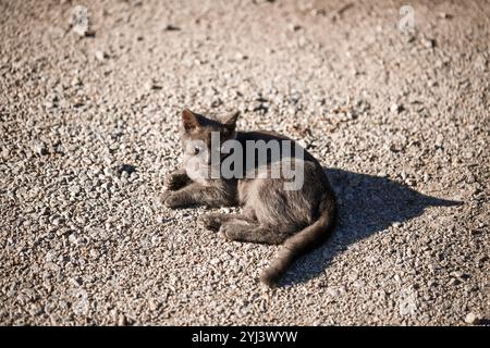 Eine graue Katze liegt auf dem Boden. Eine obdachlose Katze sonnt sich in der Sonne. Das Konzept der obdachlosen Tiere Stockfoto