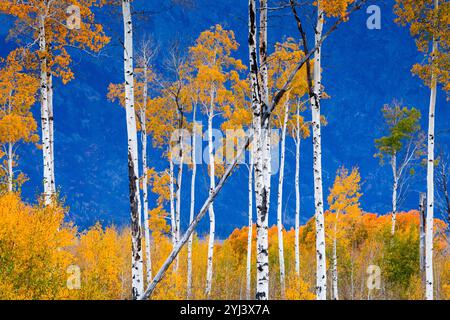 Herbst Espe Bäume dekorieren Jackson Hole, Grand-Teton-Nationalpark, Wyoming Stockfoto