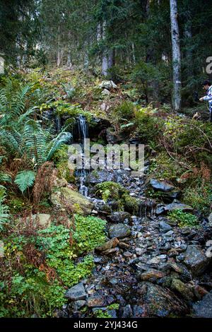 Kleiner Wasserfall, der durch üppige Waldvegetation fließt, mit moosbedeckten Felsen und Farnen, die eine ruhige natürliche Szene im Herzen des Waldes schaffen. Stockfoto