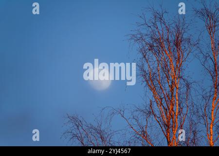 Winterbirke bei Sonnenuntergang und ein großer Mond im Nebel Stockfoto