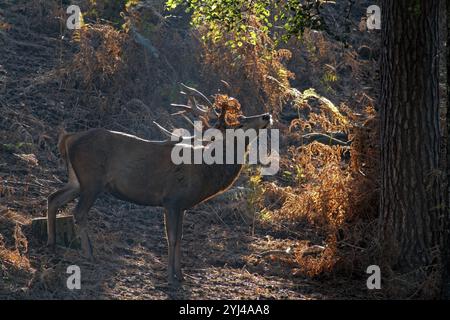 Rotwild (Cervus elaphus), Wald, Hintergrundbeleuchtung, Rotwild Stockfoto