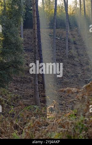 Rotwild (Cervus elaphus), Wald, Hintergrundbeleuchtung, Rotwild Stockfoto