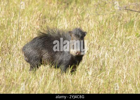 Ein einziger Weißlippenpflücker (Tayassu pecari) steht auf einem grasbewachsenen Feld unter der Sonne in Chaco, Paraguay, Südamerika Stockfoto