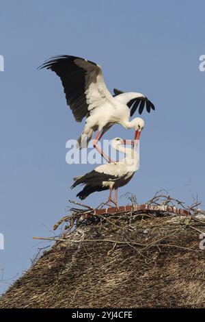 Ein paar Weißstörche (Ciconia ciconia) in einem Vorpaarungsritual auf ihrem unvollendeten Nest auf einem Strohdach im Storchendorf Stockfoto