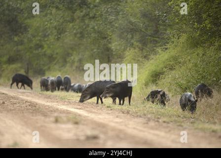 Eine Herde von weißlippigen Peckaries (Tayassu pecari), die auf einem Waldweg inmitten von Grün in Chaco, Paraguay, Südamerika, unterwegs ist Stockfoto