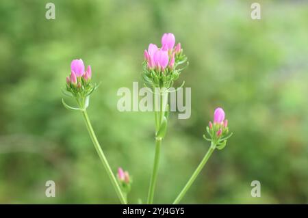 Feverwort Centaurium erythraea blühende rosa Blüten Stockfoto