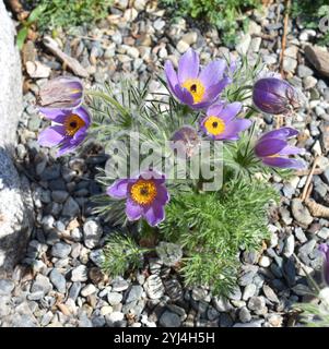 Pasqueflower Pulsatilla pratensis behaarte Pflanze mit violetter Blüte Stockfoto