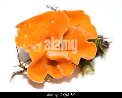 Der Orangenschalen-Pilz Aleuria aurantia auf weißem Hintergrund Stockfoto