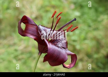 Nahaufnahme der Blume einer dunkelroten asiatischen Lilie im Garten Stockfoto