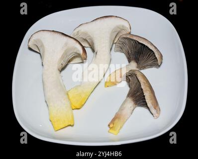 Köstlicher, schleimiger Pilzmütze Gomphidius glutinosus auf einem Teller Stockfoto