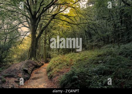 Der Leet Path durch den alten Wald von Draynes Wood auf Bodmin Moor in Cornwall in Großbritannien. Stockfoto