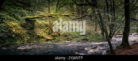 Golitha Falls. Ein Panoramablick auf den Fluss Fowey, der durch den alten Eichenwald von Draynes Wood auf Bodmin Moor in Cornwall in Großbritannien fließt. Stockfoto