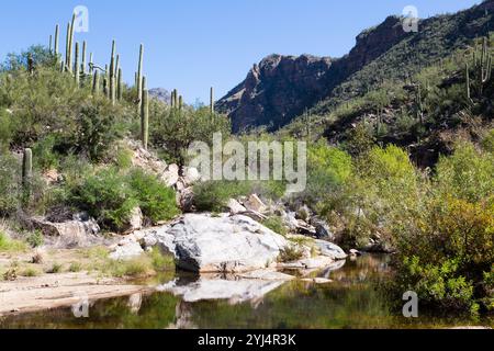 Ein langsamer Teil des Sabino Creek bilden einen Pool unter Wüstenvegetation, Pusch Ridge Wilderness, Arizona Stockfoto