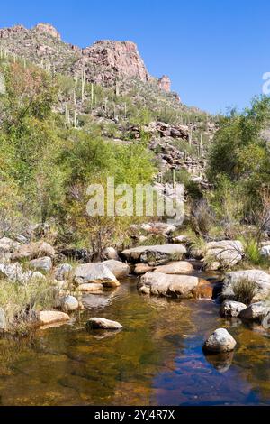 Ein langsamer Teil des Sabino Creek bilden einen Pool unter Wüstenvegetation, Pusch Ridge Wilderness, Arizona Stockfoto