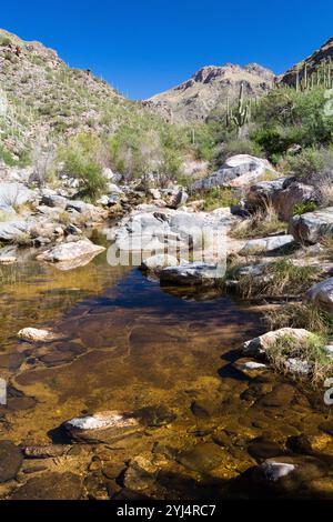 Ein langsamer Teil des Sabino Creek bilden einen Pool unter Wüstenvegetation, Pusch Ridge Wilderness, Arizona Stockfoto