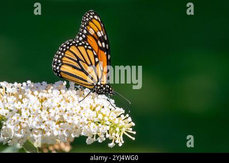 Ein Monarchschmetterling schlürft Nektar aus den weißen Blüten eines Schmetterlingsbusches. Stockfoto