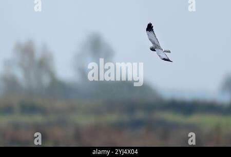 Männlicher Hen Harrier (Circus cyaneus), der über Norfolk Marschland quartiert Stockfoto