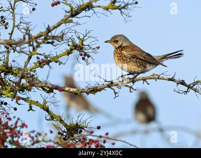 Ein Feldweg (Turdus pilaris), der sich von roten Weißdornbeeren ernährt, Norfolk Stockfoto