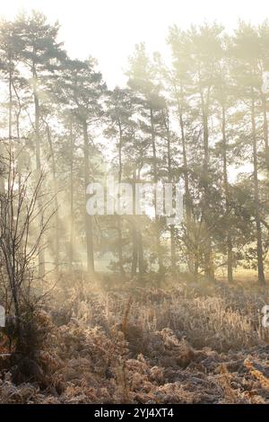 Eine frostige Waldlandschaft bei Sonnenaufgang, mit goldenem Sonnenlicht, das durch hohe Bäume strömt. Frostbedeckte Farne und Gräser schaffen eine ruhige Atmosphäre. Stockfoto