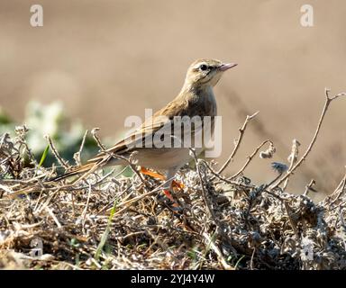 Tawny Pipit, Anthus campestris, Mandria, Paphos, Zypern. Stockfoto