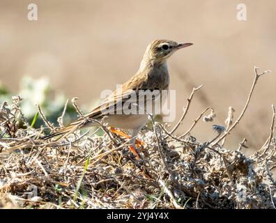 Tawny Pipit, Anthus campestris, Mandria, Paphos, Zypern. Stockfoto