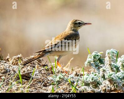 Tawny Pipit, Anthus campestris, Mandria, Paphos, Zypern. Stockfoto