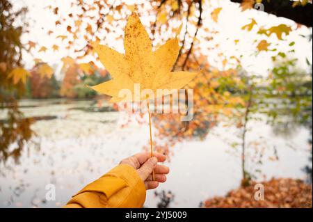 Mit einem gelben Ahornblatt in der Hand, farbenfrohes Herbstlaub, Herbstsaison, orange, gelbe und rote Blätter Stockfoto