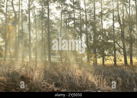 Eine frostige Waldlandschaft bei Sonnenaufgang, mit goldenem Sonnenlicht, das durch hohe Bäume strömt. Frostbedeckte Farne und Gräser schaffen eine ruhige Atmosphäre. Stockfoto