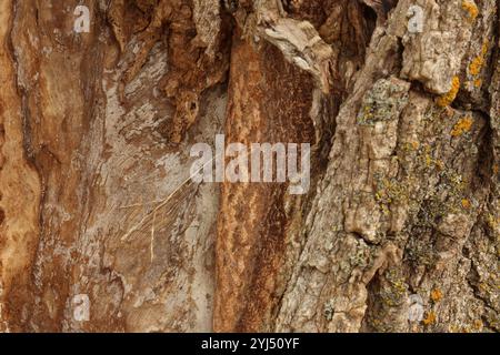 Detaillierte Nahaufnahme der Pappelrinde mit verschiedenen Texturen und Flechten, selektiv fokussiert, in Trevor, Wisconsin, USA Stockfoto