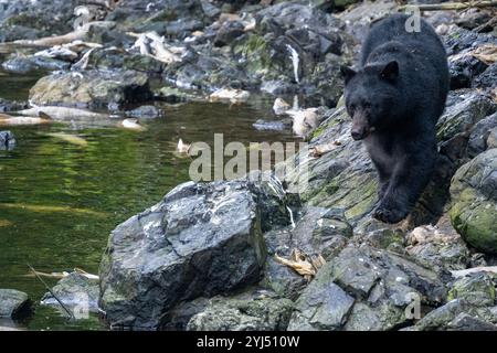 Alaska, Kupreanof Island, Kake, Gunnuk Creek. Amerikanischer Schwarzbär (Ursus americanus) Stockfoto