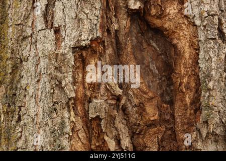 Makrofoto von Pappelbaumrinde mit verschiedenen Texturen und Flechten in Trevor, Wisconsin, USA Stockfoto