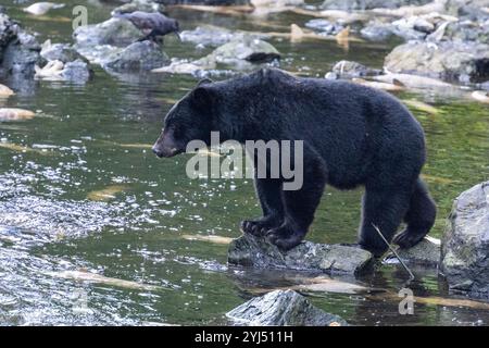 Alaska, Kupreanof Island, Kake, Gunnuk Creek. Amerikanischer Schwarzbär (Ursus americanus) Stockfoto