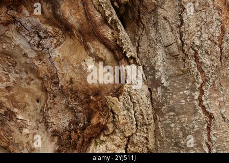 Makrofoto von Pappelbaumrinde mit verschiedenen Texturen und Flechten in Trevor, Wisconsin, USA Stockfoto