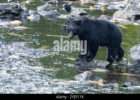 Alaska, Kupreanof Island, Kake, Gunnuk Creek. Amerikanischer Schwarzbär (Ursus americanus) Stockfoto