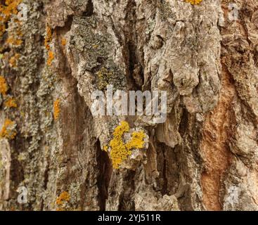 Detaillierte Nahaufnahme der Pappelrinde mit einer Vielzahl von Texturen und Flechten in Trevor, Wisconsin, USA Stockfoto