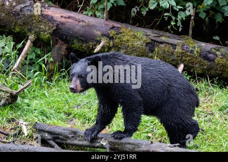 Alaska, Kupreanof Island, Kake, Gunnuk Creek. Amerikanischer Schwarzbär (Ursus americanus) Stockfoto