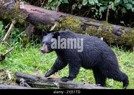 Alaska, Kupreanof Island, Kake, Gunnuk Creek. Amerikanischer Schwarzbär (Ursus americanus) Stockfoto