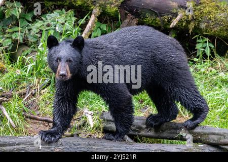 Alaska, Kupreanof Island, Kake, Gunnuk Creek. Amerikanischer Schwarzbär (Ursus americanus) Stockfoto