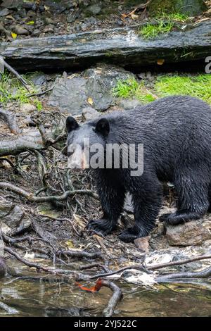 Alaska, Kupreanof Island, Kake, Gunnuk Creek. Amerikanischer Schwarzbär (Ursus americanus) Stockfoto