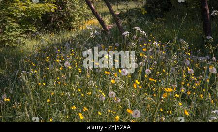 Ein idyllischer Blick auf die schattige Waldwiese voller Wildblumen - gelbe Butterblumen und flauschige Löwenzahnuhren, getaucht in warmes Sonnenlicht Stockfoto