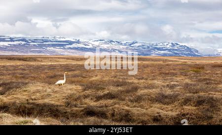 Ostisländische Landschaft mit Grasland und schneebedeckten Bergen, der Singschwan (Cygnus cygnus) steht auf der Wiese. Stockfoto