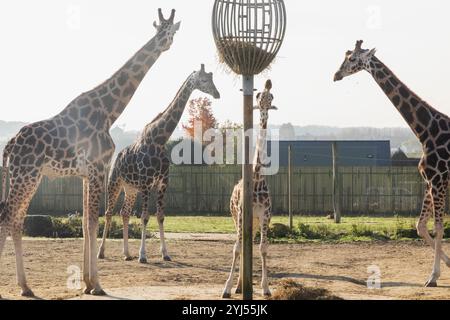 England, Kent, Wingham, Wingham Wildlife Park, Giraffen Stockfoto