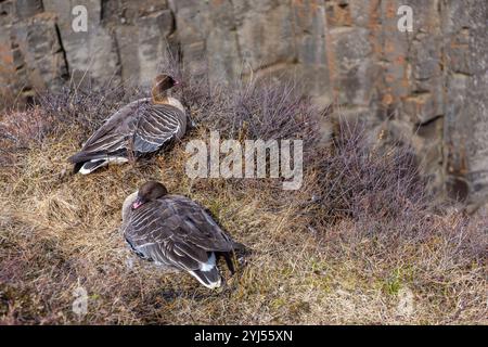 Die rosafarbenen Gänse (Anser brachyrhynchus) am Rand der Klippe im Studlagil Canyon, Island, mit sechseckigen Basaltsäulen. Stockfoto