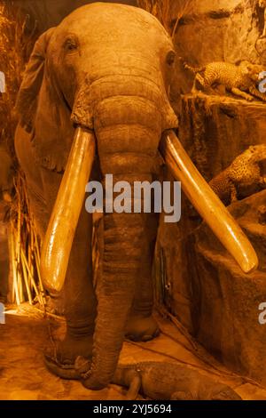 England, Kent, Thanet, Birchington, Quex House, das Powell-Cotton Museum, Ausstellung des Taxidermie-Elefanten Stockfoto