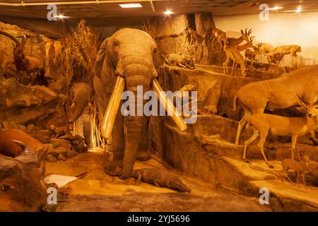 England, Kent, Thanet, Birchington, Quex House, das Powell-Cotton Museum, Ausstellung von Wildtieren der Taxidermie Stockfoto