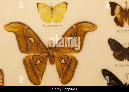 England, Kent, Thanet, Birchington, Quex House, das Powell-Cotton Museum, Ausstellung exotischer Schmetterlinge Stockfoto