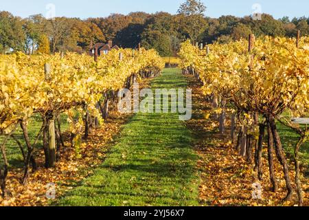 England, Kent, Bidden, Biddenden Weinberge im Herbst Stockfoto