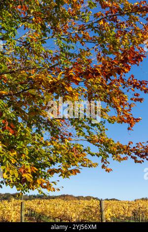 England, Kent, Bidden, Biddenden Weinberge im Herbst Stockfoto